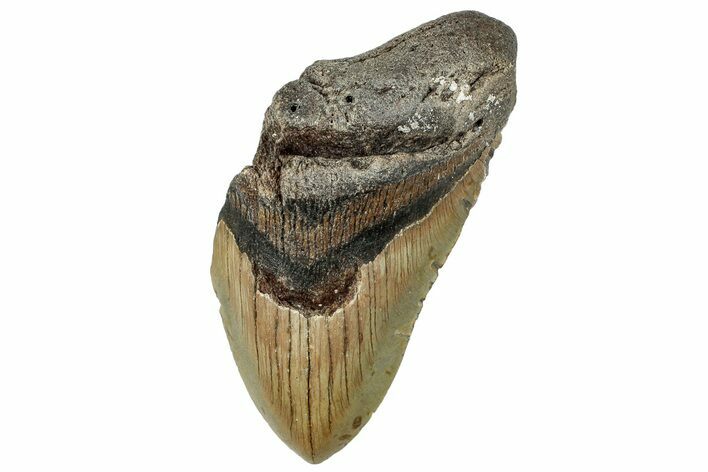 Partial, Fossil Megalodon Tooth - North Carolina #294699